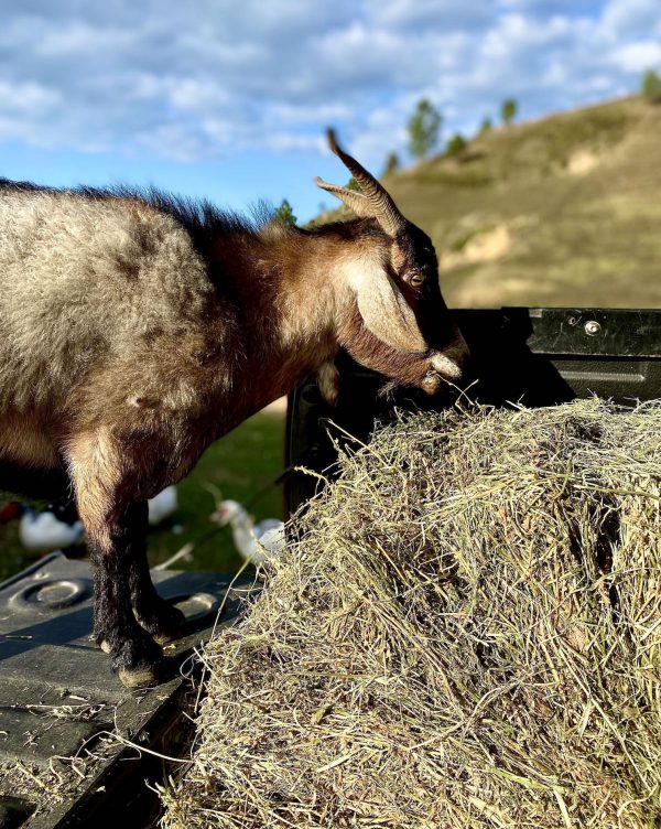 Goat eating bale of hay
